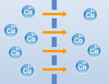 カルシウム吸収のイメージ