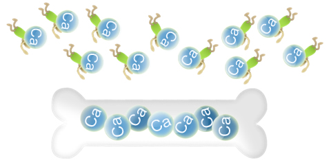 「骨」はカルシウムの貯金箱